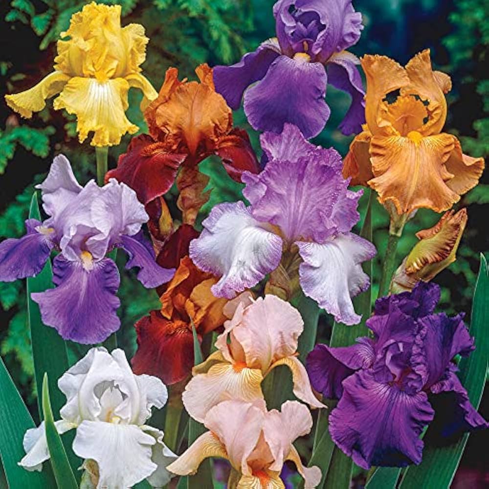 iris iris flower seeds