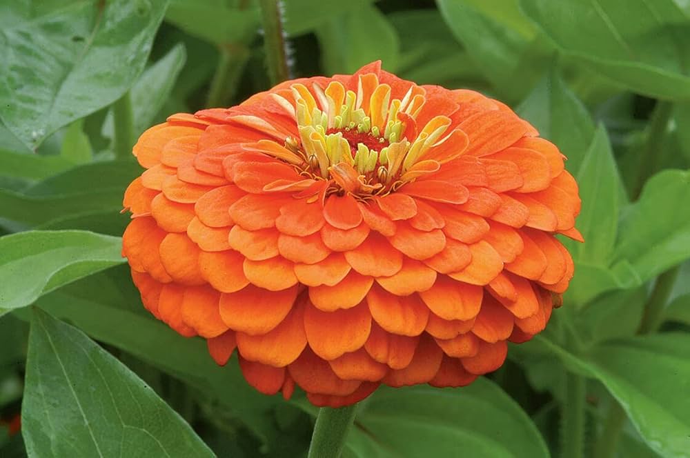 Semillas de Zinnia Gigante Naranja – Variedad Tradicional, No Modificada Genéticamente, Alta Germinación