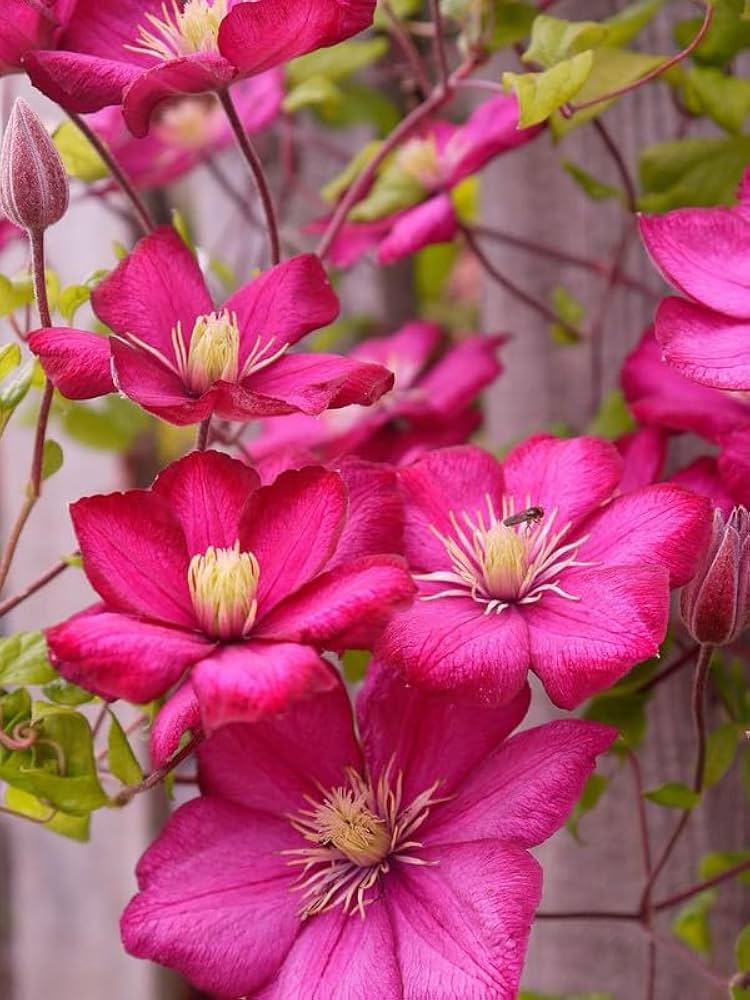 Dark Pink Clematis Flowers Seeds for Planting – Heirloom Non-GMO High Germination