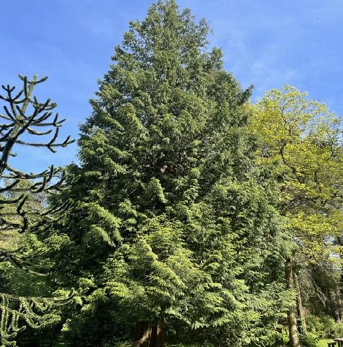 green thuja flower seeds