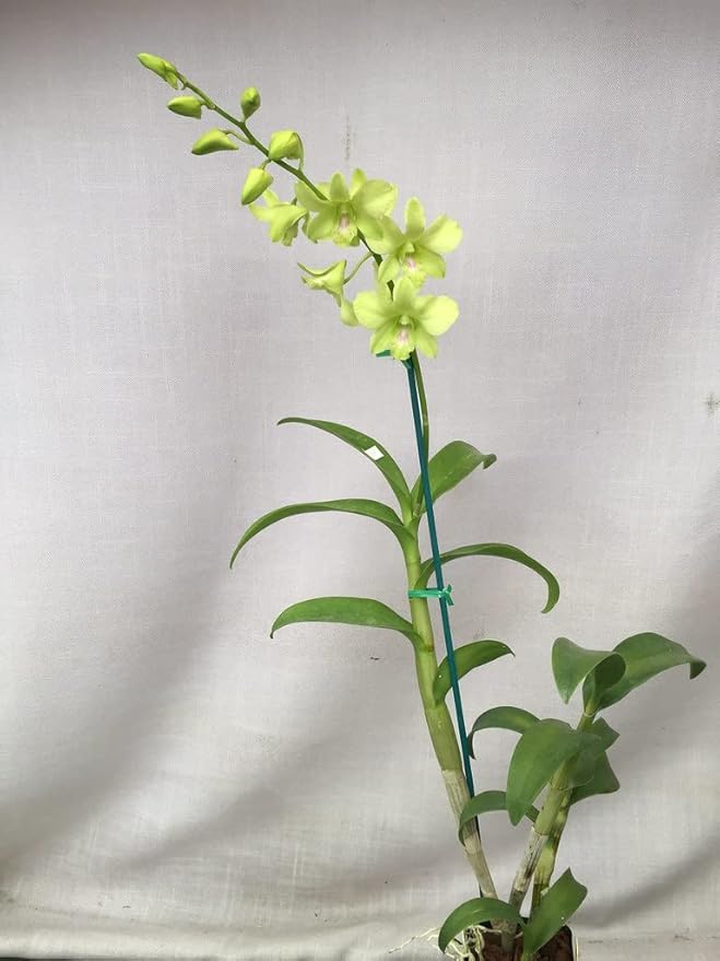 Orchid Flower Seeds Green – Heirloom, Non-GMO, High Germination Seeds