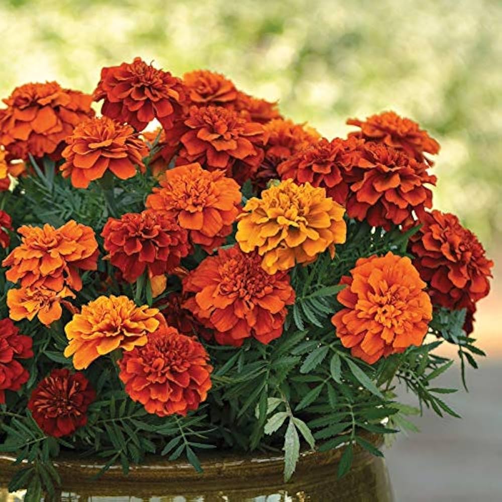 marigold french flower seeds