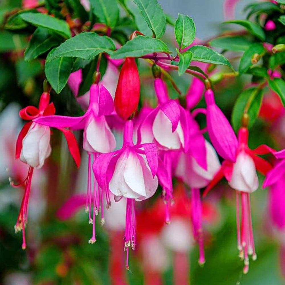 fuchsia flower flower seeds