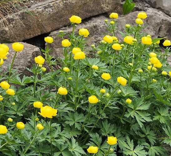 Yellow Trollius Flower Seeds Heirloom Non-GMO High Germination Organic Garden Seeds