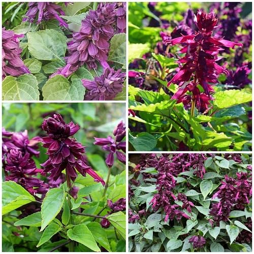 Purple Salvia Flower Seeds Heirloom Non-GMO High Germination Organic Garden Seeds for Planting
