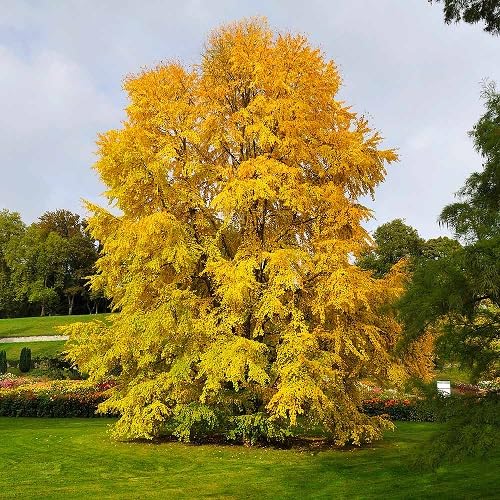 yellow cercidiphyllum flower seeds