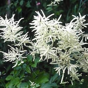 dwarf goat flower seeds