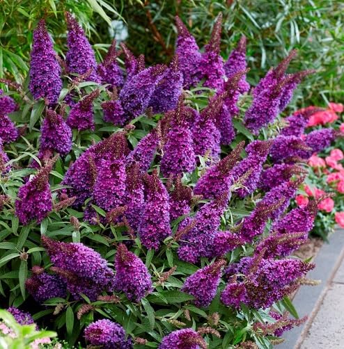 Purple Buddleia Flower Seeds for Planting Heirloom Non-GMO High Germination Organic Garden Seeds