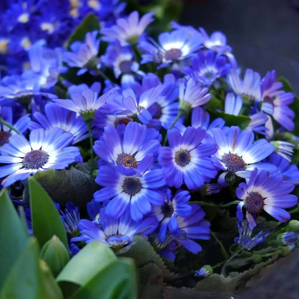 blue daisy flower seeds