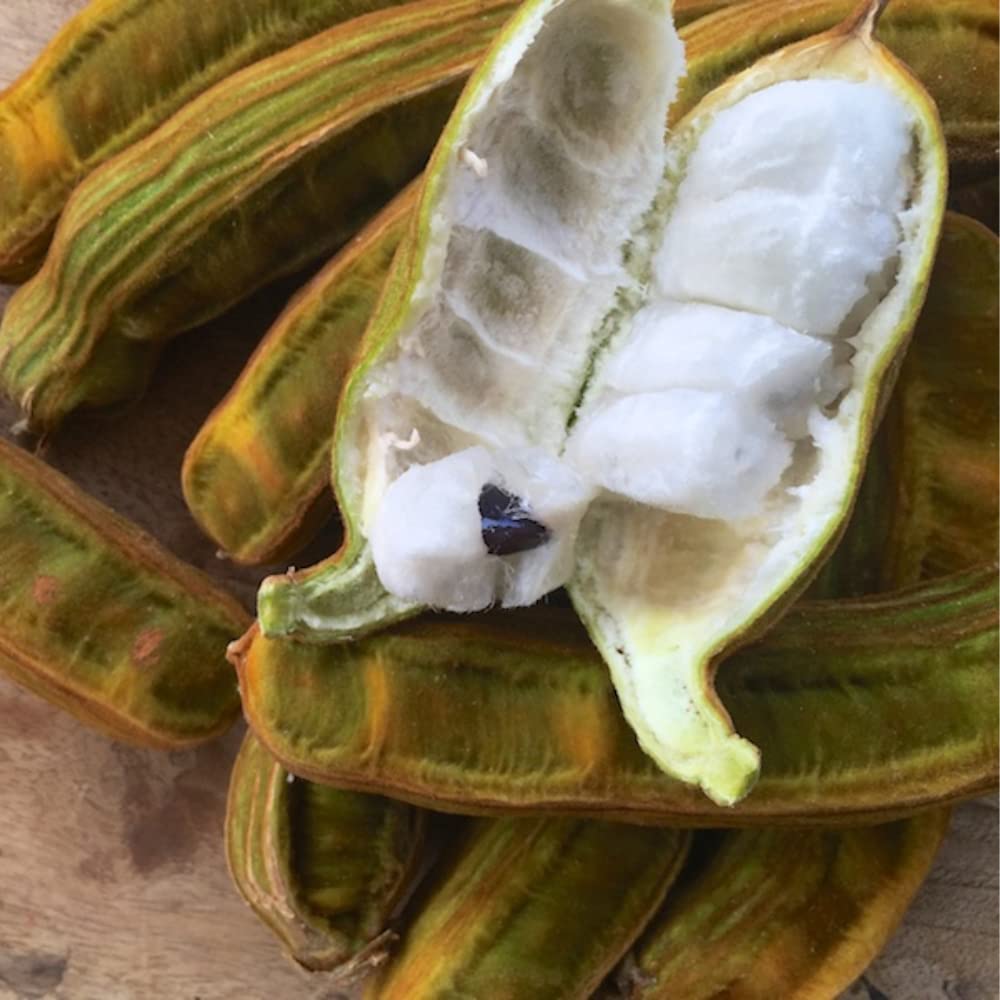 Ice Cream Bean Seeds for Planting – Inga Edulis, Tropical Fruit Tree Seeds, Heirloom, Non - GMO, High Germination, Organic Garden Seeds