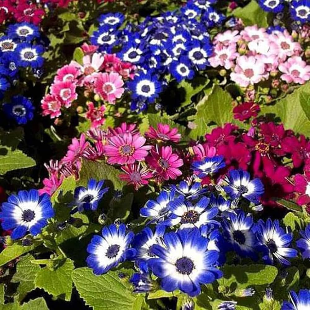 mixed colors flower seeds