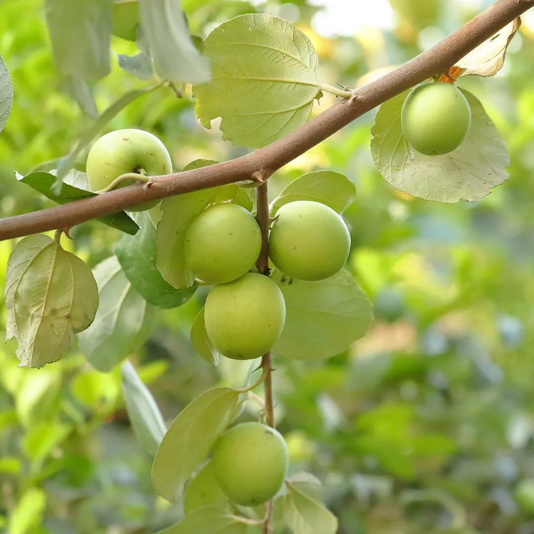 Ziziphus Plant herb seeds