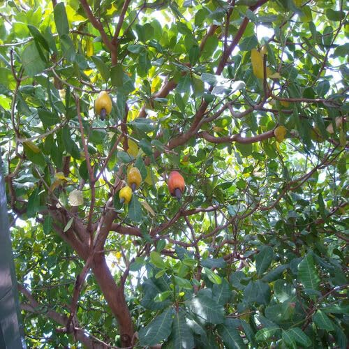 green cashew flower seeds