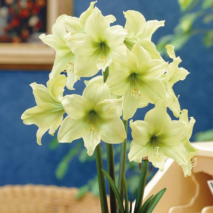 Giant Amaryllis Flower Seeds Green – Heirloom, Non-GMO, High Germination Seeds