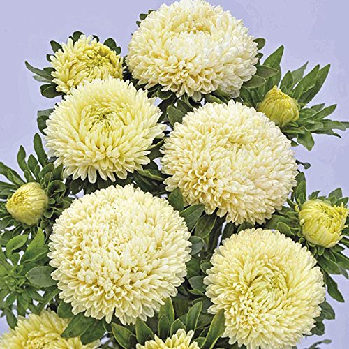 Aster Flower Seeds Yellow for Planting – Heirloom Non-GMO High Germination Organic Seeds