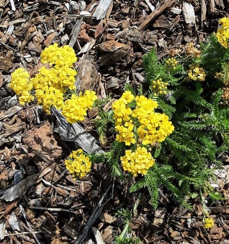 Yellow Achillea Flower Seeds – Heirloom, Non-GMO, High Germination Organic Garden Seeds