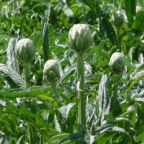 Green Artichoke Seeds – Heirloom, Non-GMO, High Germination Organic Garden Seeds Planting
