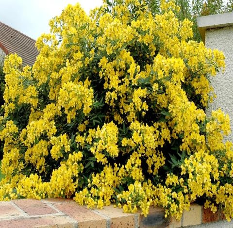 Yellow Cassia Corymbosa Flower Seeds – Heirloom, Non-GMO, High Germination Organic Garden Seeds