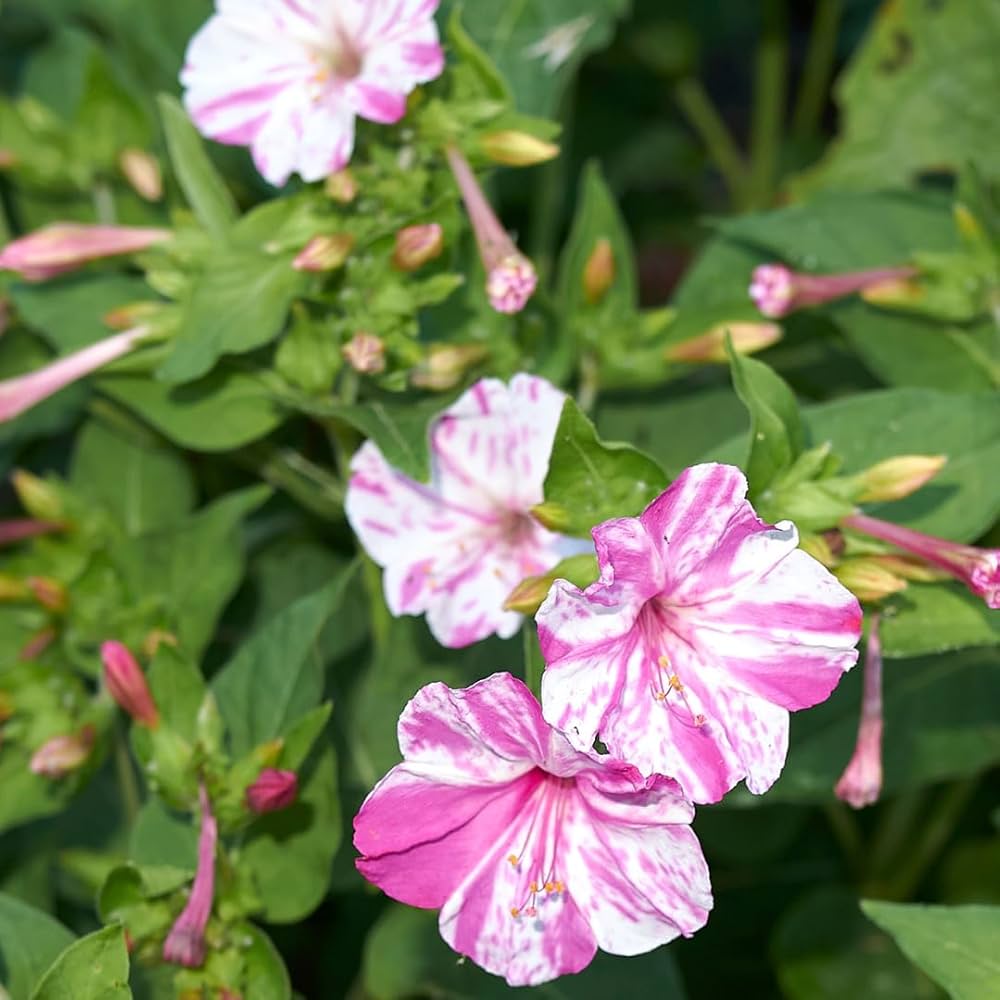 four oclock flower seeds