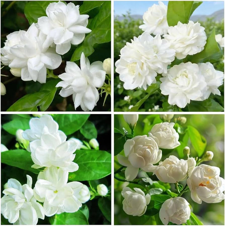 Jasminum Flower Seeds – Heirloom, Non-GMO, High Germination Seeds for Planting