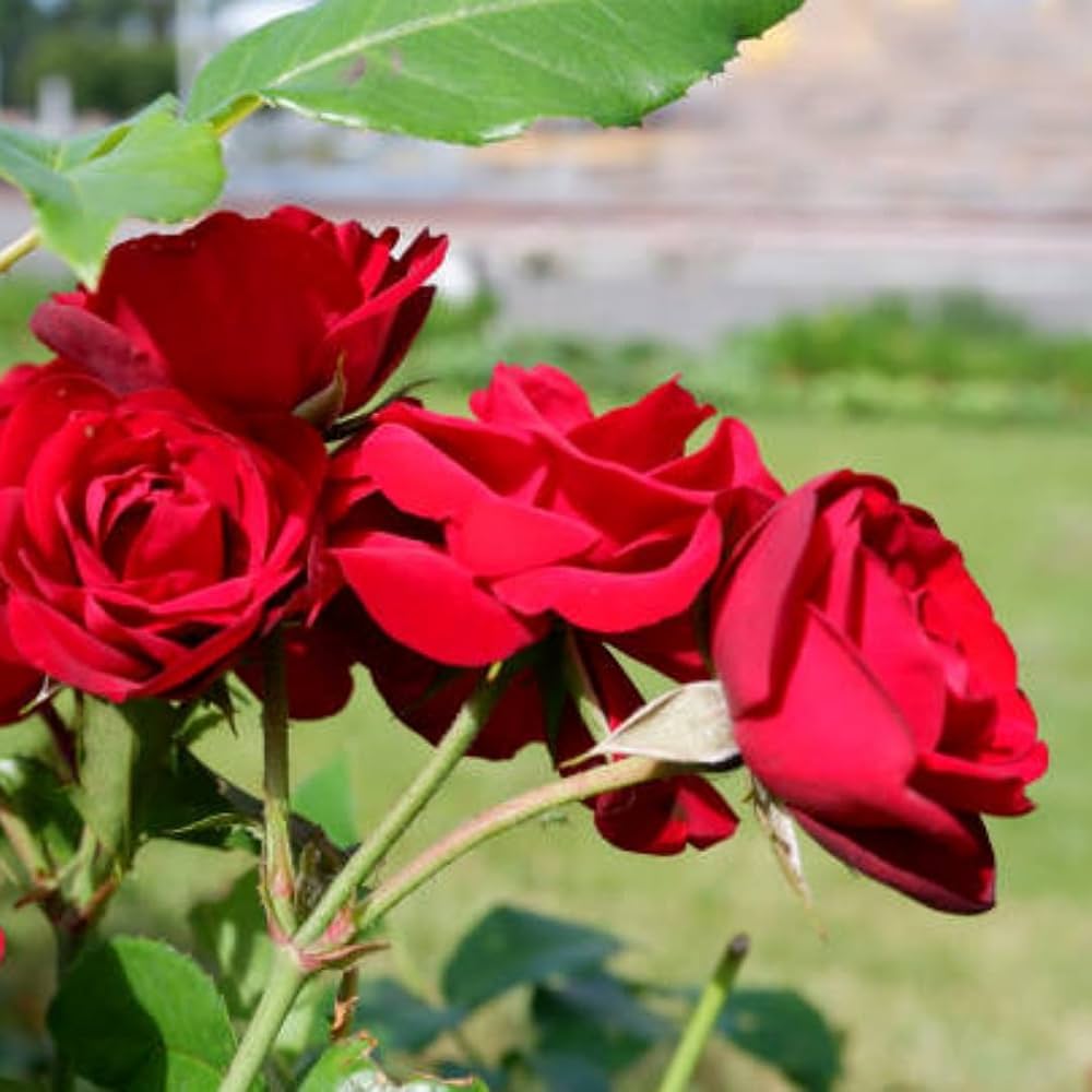 colorful rose flower seeds