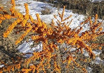 yellowseabuckthornfruitheirloomnongmo flower seeds