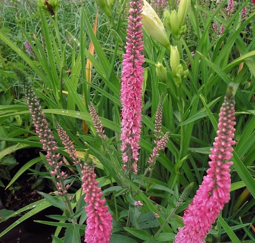 Veronica Spicata Blumensamen Rosa – Alte Sorte Gentechnikfrei Hohe Keimfähigkeit Bio-Gartensamen