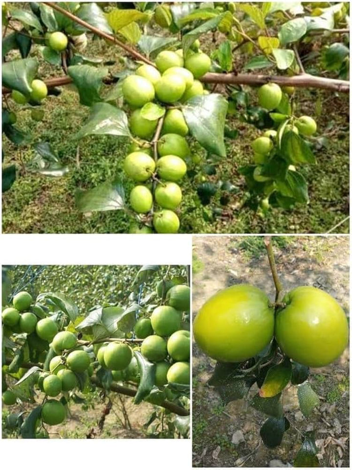 Green Ziziphus Plant Seeds – Heirloom, Non-GMO, High Germination Seeds