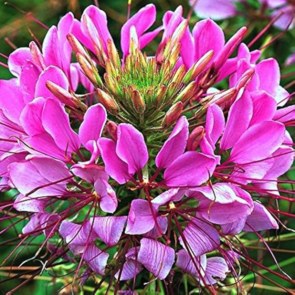 queen cleome flower seeds