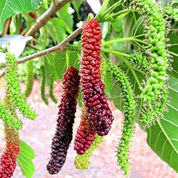 Long Mulberry Fruit Seeds for Planting Heirloom Non-GMO High Germination Organic Garden Seeds