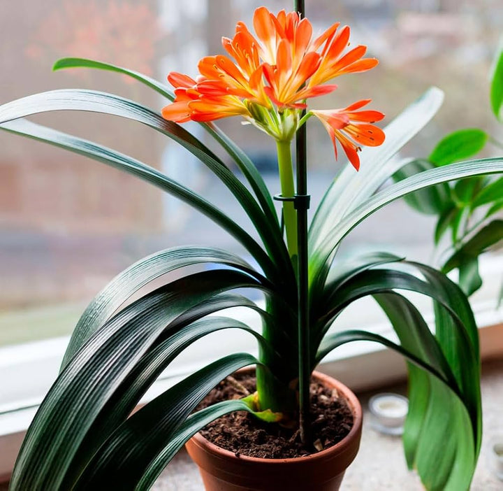 Orange Clivia Flower Seeds – Heirloom Non-GMO High Germination Seeds