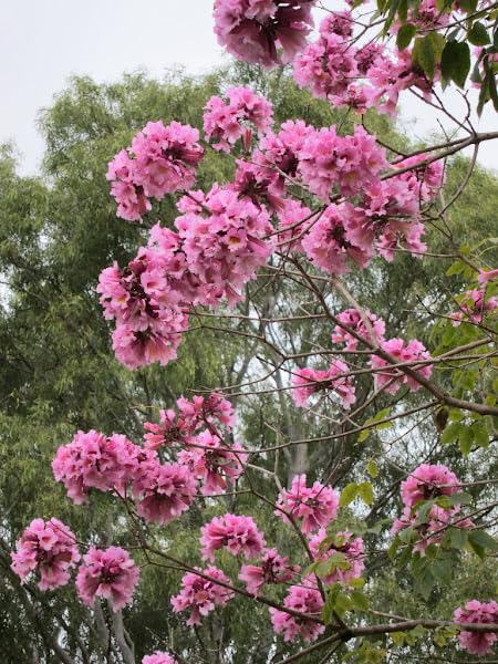 Pinke Jacaranda Blumensamen – Historisch, gentechnikfrei, keimstark
