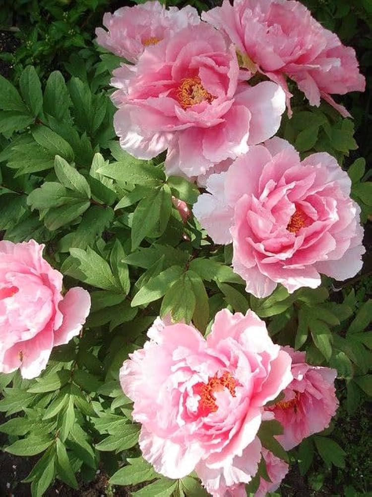 Semillas de Peonía Rosa Claro – Heirloom, No Transgénicas, Alta Germinación
