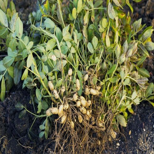 Peanut Seeds – Heirloom, Non-GMO, High Germination Organic Garden Seeds Planting