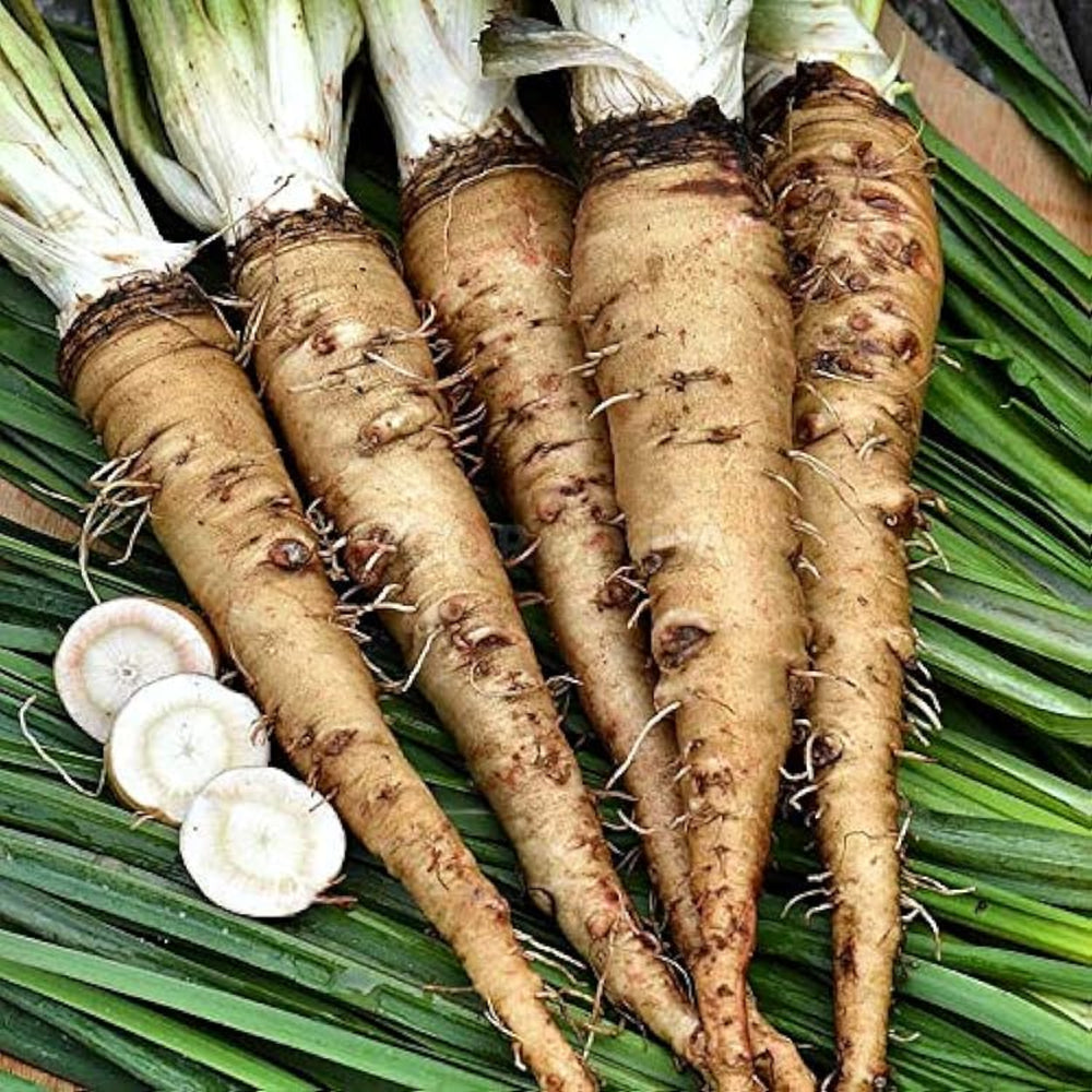 salsify sandwich flower seeds
