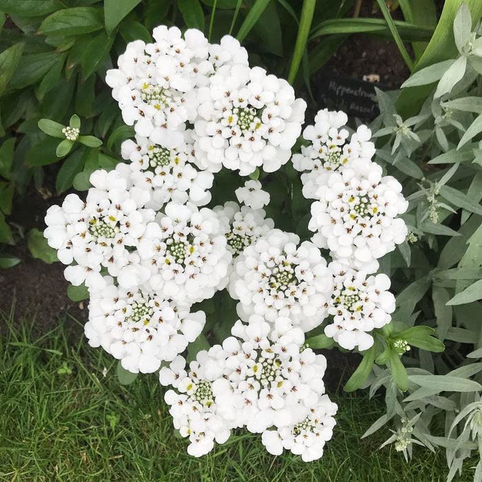 White Candytuft Flower Seeds – Heirloom, Non-GMO, High Germination, Organic Seeds