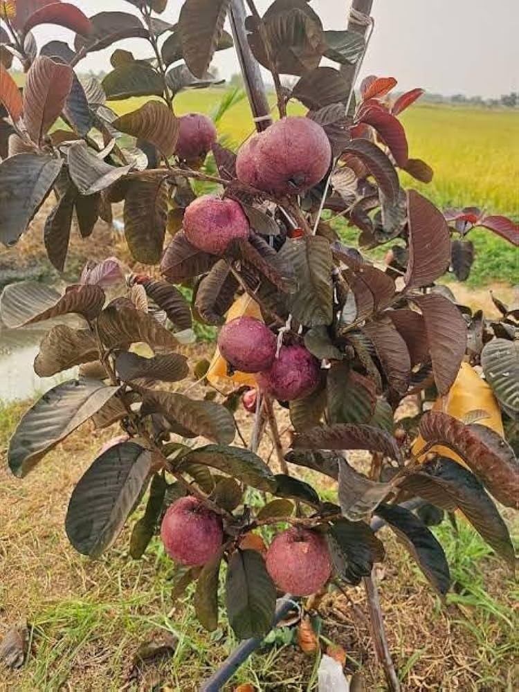 Guava Seeds Brown for Planting – Heirloom Non-GMO High Germination Organic Garden Seeds