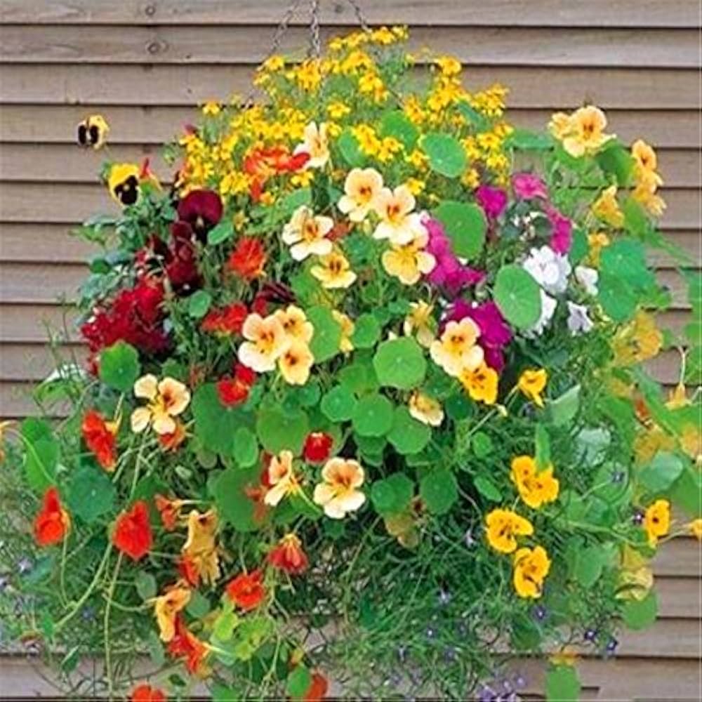 nasturtium flower flower seeds