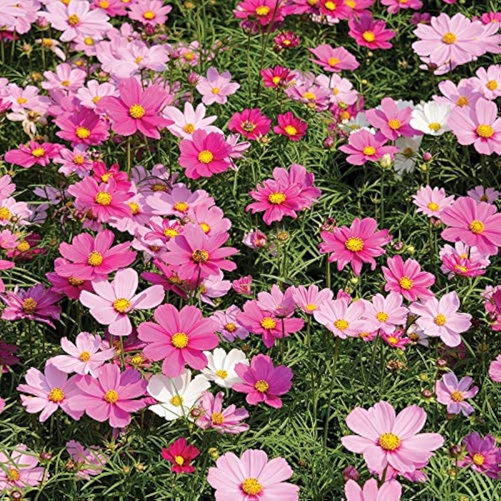 pink cosmos flower seeds