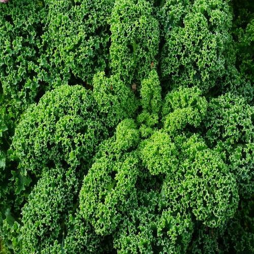Green Kale Seeds – Heirloom, Non-GMO, High Germination Organic Garden Seeds Planting