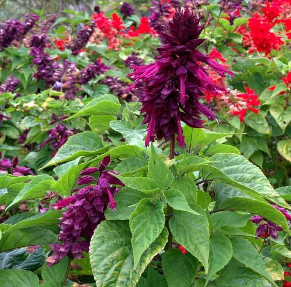 purple salvia flower seeds