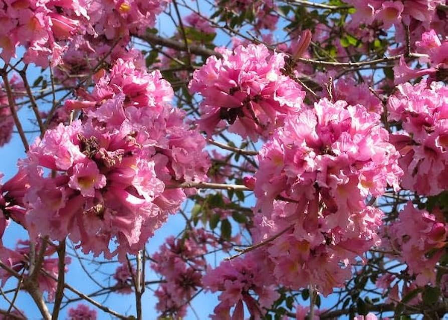 Pinke Jacaranda Blumensamen – Historisch, gentechnikfrei, keimstark