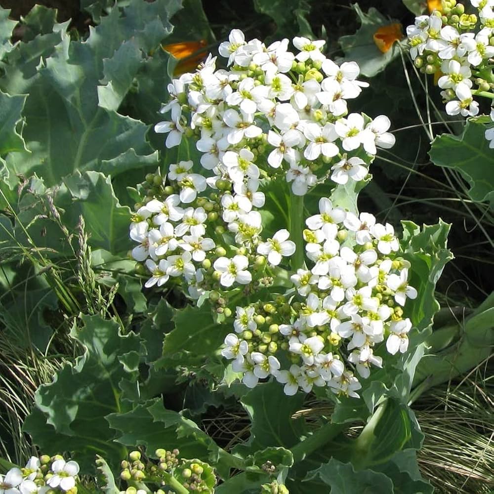 Crambe cordifolia Flower Seeds – Heirloom Non-GMO High Germination Seeds
