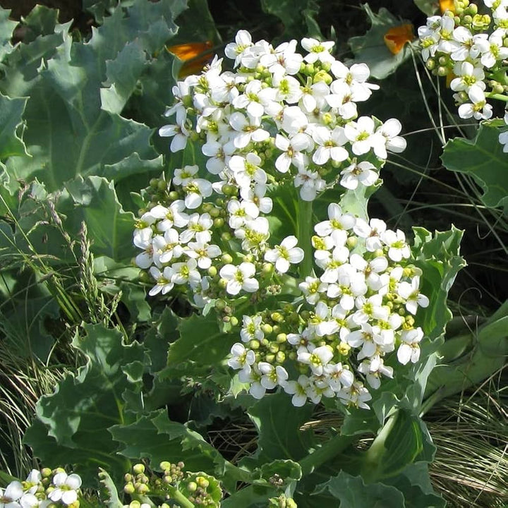 Crambe cordifolia Flower Seeds – Heirloom Non-GMO High Germination Seeds