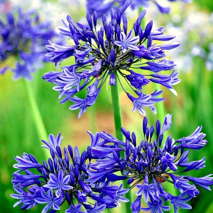 Agapanthus Flower Seeds Purple for Planting Heirloom Non-GMO High Germination Organic Garden Seeds