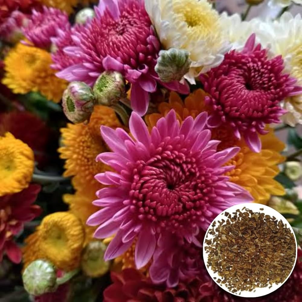 Chrysanthemum Flower Seeds – Heirloom, Non-GMO, High Germination, Organic Garden Seeds