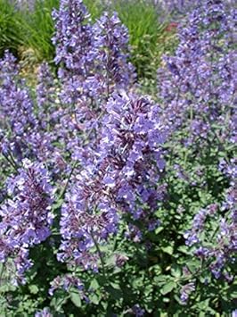 purplecatnipflowerheirloomnongmo flower seeds