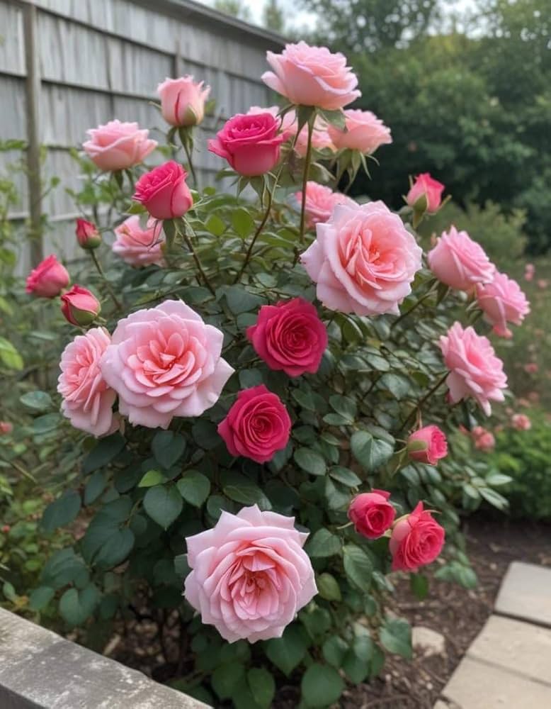 climbing rose flower seeds