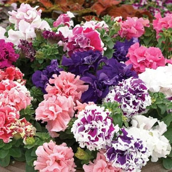 hellgelb petunia flower seeds