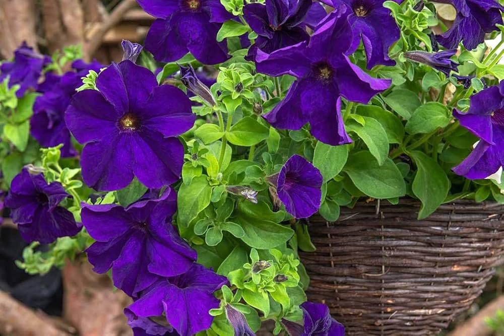 Purple Petunia Flower Seeds for Planting – Heirloom Non-GMO, High Germination Organic Garden Seeds